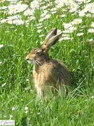 Hase Im Garten In 2020 Wildkaninchen Hase Seltene Vogel