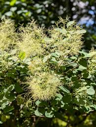 Image result for Cotinus coggygria