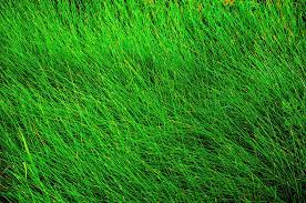 Semua rumput berada dalam famili poaceae, yang. Rumput Hijau I Goen Flickr