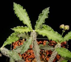 Image result for Euphorbia transvaalensis