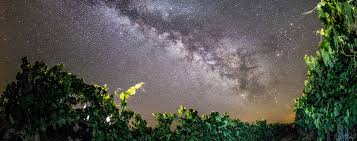 We did not find results for: The Beauty Of Vineyards At Night