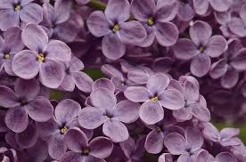 Check spelling or type a new query. Ungu Berwarna Merah Muda Bunga Bunga Taman Latar Belakang Musim Semi Merapatkan Detail Semak Bunga Ungu Alam Pikist