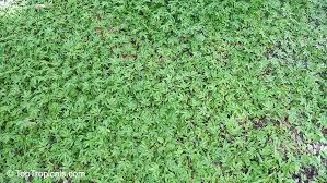 Image result for Oplismenus