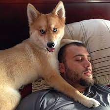 majya pomes haski i pomeranskogo shpica umilivshaya ves internet pomeranian husky cute pomeranian pomeranian dog