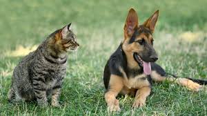 Peninsula pet hospital's headquarters is located in menlo park, california. Pacific Grove Ca 93950 Veterinarian Pacific Grove Animal Hospital