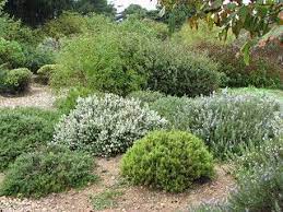the trial garden at pepiniere filippi www jardin sec com meze france garden plants foliage