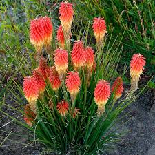 Image result for Kniphofia