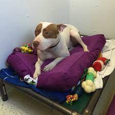He is smart, friendly and looks for your attention. Pet Supply Company Brings Comfort To Rescue Dogs Concord Nh Patch