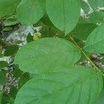 Image result for Markhamia zanzibarica