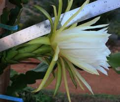 Temperatures under 32°f will kill your dragon fruit unless you offer it some protection. Dragon Fruit Flowers Tastylandscapetastylandscape