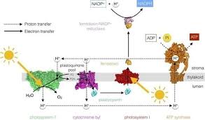 Uses carbon dioxide to store energy in the molecules with a net gain of two atp. Is Gluecose A Product Of Photosynthesis Is Used To Generate Atp Quizlet What Is The Reaction Of Photosynthesis Quora This Process Is Important To Humans On Earth Deporte Registrado