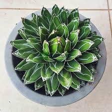 We chose victoria again as it was going to rio de janeiro including a long trip along the amazon. Agave Species Queen Victoria Agave Queen Victoria Century Plant Maguey Agave Victoriae Reginae Asparagaceae Sms Marmara Group
