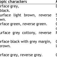 Image result for Porphyrostemma chevalieri