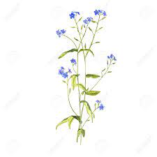 We did not find results for: Watercolor Drawing Flower Of Forget Me Nots Stock Photo Picture And Royalty Free Image Image 114306550