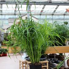 Dieser artikel wurde in der qualitätssicherung biologie als artikel mit extremen mängeln eingetragen. Zyperngras Cyperus Alternifolius Gartencenter Zulauf Pflanzen Kaufen