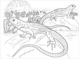 Show your kids a fun way to learn the abcs with alphabet printables they can color. Realistic Desert Lizard Coloring Pages Coloringbay