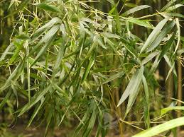 Image result for Alloteropsis paniculata