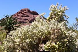 The jumping cactus will be closed tomorrow (tuesday, september 1) for a routine annual health inspection. Jumping Cholla Truth The Cactus That Shoots Needles Succulent Alley