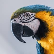 How can parrots talk like humans? A Look At How Parrots Talk Pet Birds By Lafeber Co
