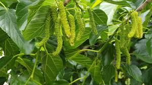 Find the perfect white mulberry tree stock photo. King White Mulberry Is Sweetest And Always Loaded Youtube