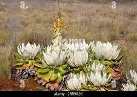 Image result for Sesbania keniensis