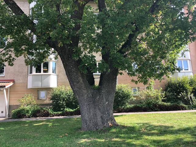 What's up with these metal rods? Are they supposed to keep the tree  together? Never seen it before : r/marijuanaenthusiasts