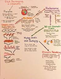 Introductory Biochemistry Flowcharts Biology Lessons Biochemistry Biochemistry Notes