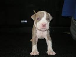 Popular cities of dogs for sale in co are denver, colorado springs, boulder, and pueblo. American Staffordshire Terrier Puppies In Georgia