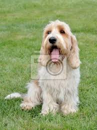 Image result for velký vendéeský hrubosrstý honič