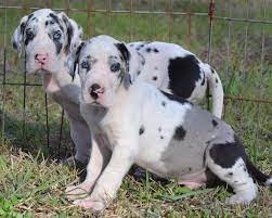 Located in nw florida (a quick drive from tallahassee, fl)! Great Dane Puppies Jacksonville Fl Petsidi