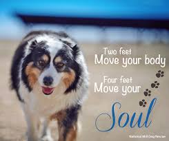 Two Feet Move Your Body Four Feet Move Your Soul Two Feet Move Your Body Four Feet Move Your Soul Nmdr Rescue Dogs Rescue Dogs Dog Quotes