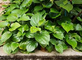 Betel leaf, is an amazing mouth freshener that has been used since ancient times. 2 Ingredients Simple Dish Daun Kaduk Omelette