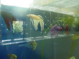 Just find the best betta fish tank and go from there. Betta Care 101 Housing