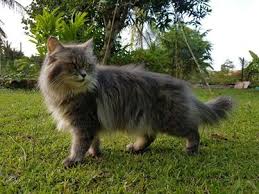 Kucing jantan berumur dalm 4 bulan sangat aktif dan manja bermata biru. Jual Beli Kucing Parsi Area Melaka Posts Facebook