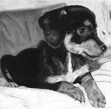 Check spelling or type a new query. Charcoal Drawing Of A Puppy By Valyanna8361 On Deviantart