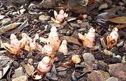 Image result for Mitrasacmopsis