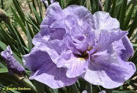 Sibrigamarole Sib Iris Wiki Iris Farms Flower Garden Iris
