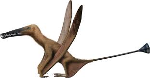 Image result for Pteris preussii