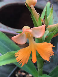 Image result for Habenaria