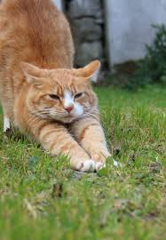 Please Don T Tell Anyone That I Was Doing Downward Dog Orange Tabby Cats Cute Cats Cute Animals