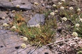 Image result for Entada arenaria