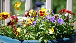 Orto urbano il mag farmitoo. Piante Da Balcone Quale Piantare In Autunno