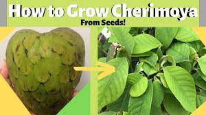 Only 1 left add to favorites. How To Grow Cherimoya Custard Apple From Seeds Youtube