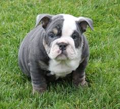 3 adorable healthy puppies are waiting for their forever homes. English Bulldog Puppies Blue Zoe Fans Blog Englische Bulldoggenwelpen Welpen Englische Bulldogge