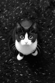 Black And White Kitty Pictures Ginny The Black And White Kitten Ginny Taken In B W Due T Flickr Pretty Cats Beautiful Cats Animals