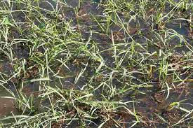 Image result for Pseudechinolaena polystachya