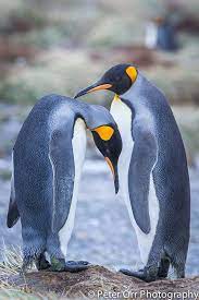 King Penguins Penguins King Penguin Polar Animals