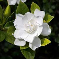 When thinking of the southern gardens, gardenia's often come to mind. Compare Jasmine And Gardenia