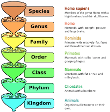 The Classification Of All Living Organisms Infobarrel
