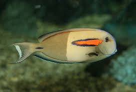 Pin On Dokter Of Eenhoornvissen